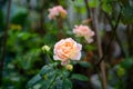 Rose in the garden with water drops. Beautiful Rose garden farm in the greenhouse. Close up Royalty Free Stock Photo