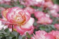 Rose Gardens Sherbert Creme Lovers Royalty Free Stock Photo