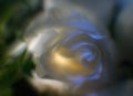 Rose: gentle background