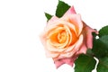 rose gentle colors