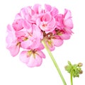 Rose geranium Royalty Free Stock Photo