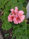 Pelargonium odoratissimum, rose geranium or mauve geranium, is a species of flowering plant in the geranium family Geraniaceae.