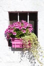 Rose geranium - Pelargonium graveolens