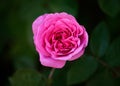 Rose Gertrude Jekyll on Dark Background