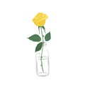 Rose in a glass bottle. Yellow flower with green leaves on a white background. Summer flowers