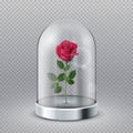 Rose in glass dome. Isolated beautiful red flower under transparent flask. Fairy tale symbol, beauty interior decoration