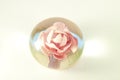 Rose in glass isolated Royalty Free Stock Photo