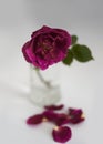 A rose in a glass jug with fallen petals