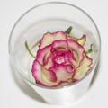Creme-white rose with pink surrounding in glass vase, top view