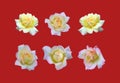 rose Gloria day. Beautiful blooming rose isolated on white background close-up, flower set Royalty Free Stock Photo