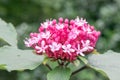 Rose glory bower Clerodendrum bungei globose pink lilac inflorescences