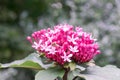Rose glory bower Clerodendrum bungei globose pink lilac inflorescences with bee