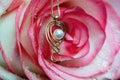 Rose with gold accessory on blue background Royalty Free Stock Photo