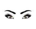 eyes with long eyelashes vector illustration