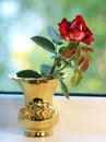 Rose in a golden vase.