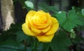 Rose golden. Yellow roses in the garden is ready for Valentine`s Day. Yellow rose in the garden Royalty Free Stock Photo