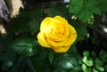 Rose golden. Yellow roses in the garden is ready for Valentine`s Day. Yellow rose in the garden Royalty Free Stock Photo