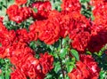 Rose grade domstadt fulda, flowers of roses are dark red with white streaks Royalty Free Stock Photo