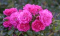 Rose grade heidetraum, semi-double, cup-shaped flowers of dense pink color