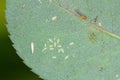 The rose-grain aphid or rose-grass aphid Metopolophium dirhodum and Rose leafhopper Edwardsiana rosae on the bottom of rose Royalty Free Stock Photo