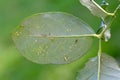 The rose-grain aphid or rose-grass aphid Metopolophium dirhodum and Rose leafhopper Edwardsiana rosae on the bottom of rose