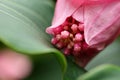 Rose grape, medinilla magnifica Royalty Free Stock Photo