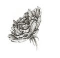 Rose. Graphic rose flower. The black and white illustration.