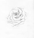 Rose, graphic watercolor drawing line drawing