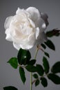 Rose on Gray Background Ã¢â¬â White Flower, High Resolution
