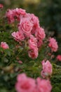 Rose on the green. Beautiful background. Close up macro shoot