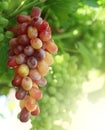 Rose and green grapes with leaf Royalty Free Stock Photo