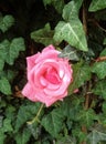 Rose with green leaf background Royalty Free Stock Photo