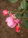 Rose with green leaf background Royalty Free Stock Photo