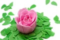 Rose with green leaves