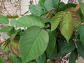 Rose green leaves with tender growth