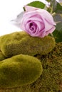 rose and green moss rock