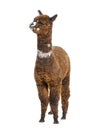 Rose grey young alpaca eight months old - Lama pacos