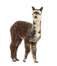 Rose grey young alpaca waliking - Lama pacos