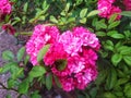 Rose ground cover pink faerie