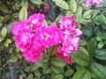 Rose ground cover pink faerie