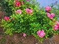 Rose ground cover pink faerie