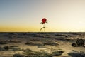 single rose growing in desert environment arid dry concept 3D Illustration