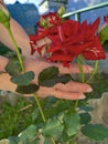 a rose growing in the garden in a woman\'s hand Royalty Free Stock Photo