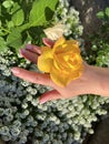 a rose growing in the garden, in a woman's hand Royalty Free Stock Photo