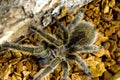 Rose-hair tarantula Royalty Free Stock Photo