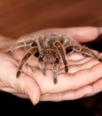 Rose hair tarantula Royalty Free Stock Photo