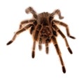 Rose hair tarantula Royalty Free Stock Photo