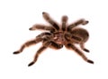 Rose hair tarantula Royalty Free Stock Photo