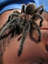 Rose hair tarantula on face