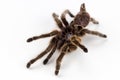 Rose haired tarantula molt spider Royalty Free Stock Photo